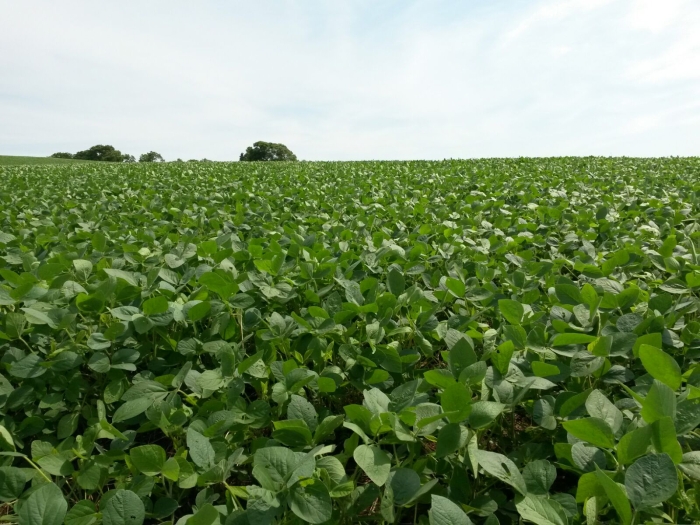 Imagem do dia - Lavoura de soja em Ronda Alta (RS). Imagem do Engenheiro Agrônomo Dionatan Borba