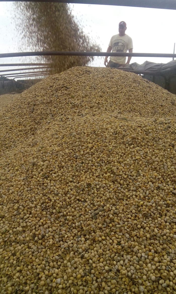 Imagem do dia - Soja em Cornélio Procópio (PR). Enviado por Jaime Graciano