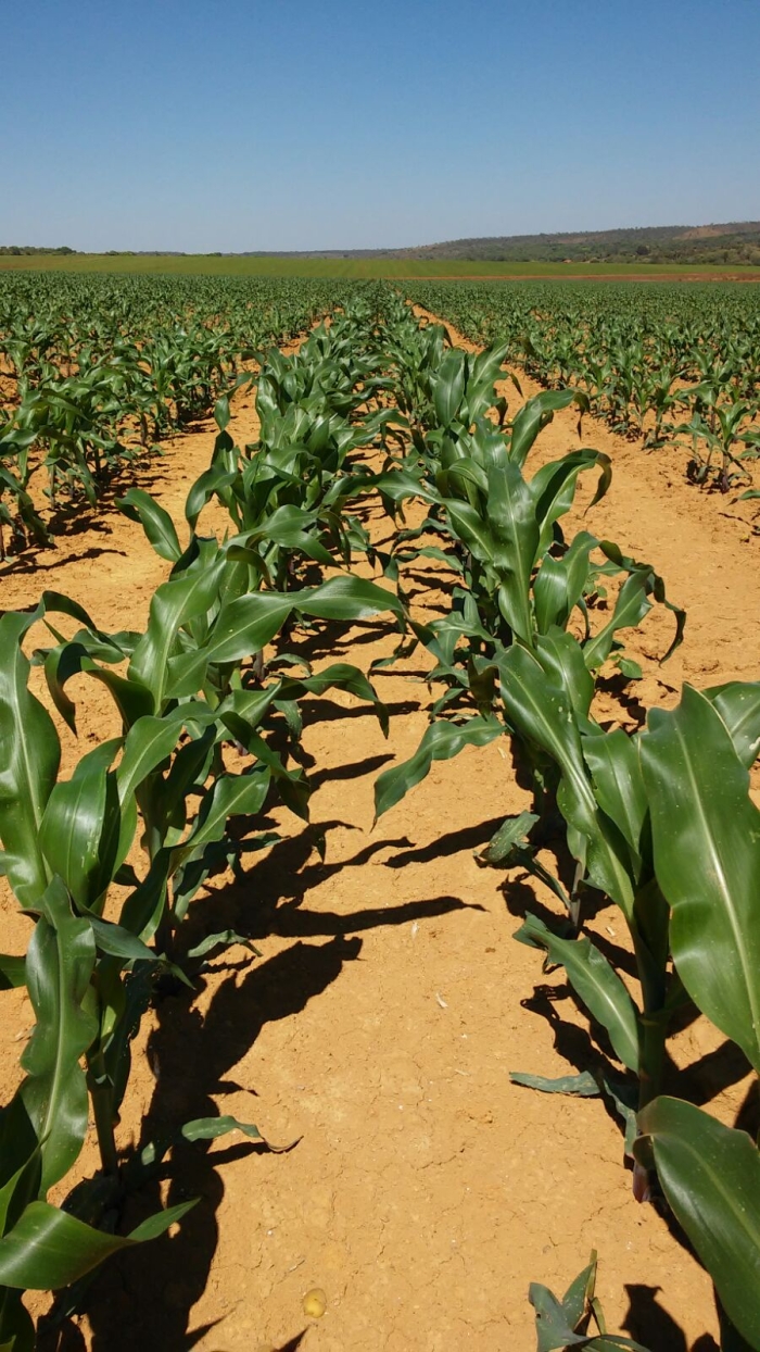 Imagem do dia - Lavoura de milho na Fazenda São Francisco, em Luziânia (GO). Enviado pelo Engenheiro Agrônomo Edson Brito