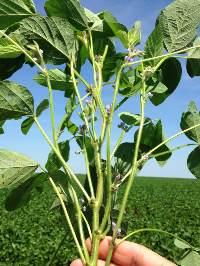 Imagem do dia - Lavoura de soja em Montes Claros de Goiás (GO). Enviado por Ricardo Rubin