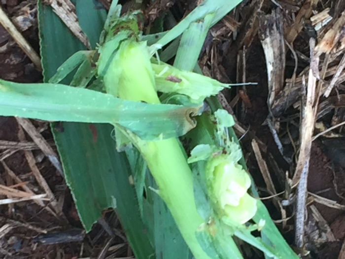 Imagem do dia  - Lavoura de milho na região de Jóia (RS), após chuvas de granizo. Enviado por Rita De Baco, da De Baco Corretora