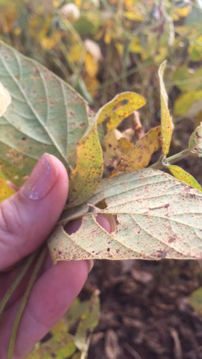 Imagem do dia - Ferrugem asiática na lavoura de soja em Mbaracayu (PY)
