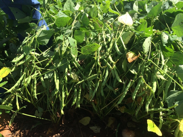 Imagem do dia - Lavoura de feijão carioca em Muitos Capões (RS). Enviado pelo Engenheiro Agrônomo Ezequiel Aurélio Paludo