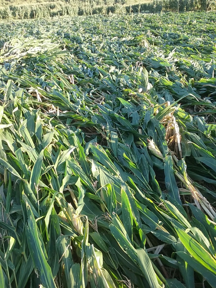 Imagem do dia - Lavoura de milho destruída por vendaval em Quilombo (SC), do produtor André Vendruscolo
