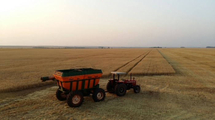 Imagem do dia - Colheita de trigo, na região de Katuetê (PY). Enviado pelo Engenheiro Agrônomo Clayton Segura