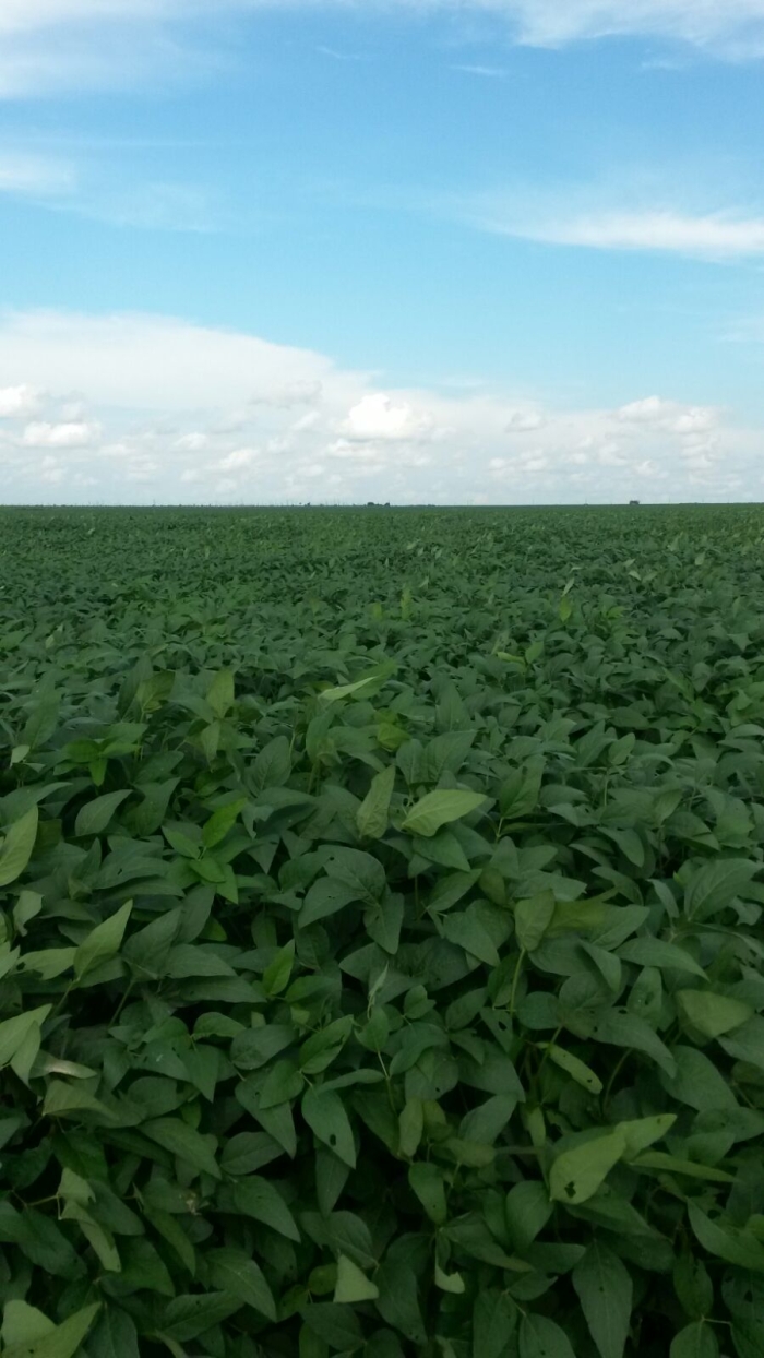 Imagem do dia - Lavoura de soja em Nova Fronteira (MT), na Fazenda Nossa Senhora de Fátima, da Família Dietrich