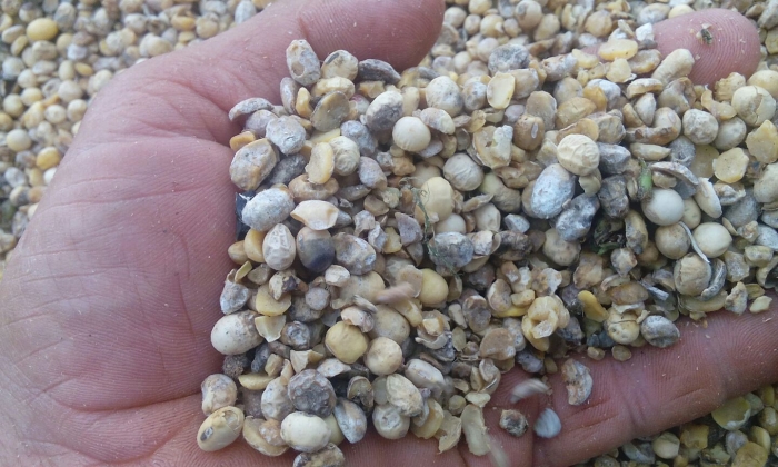 Imagem do dia - Soja em Cornélio Procópio (PR). Enviado por Jaime Graciano