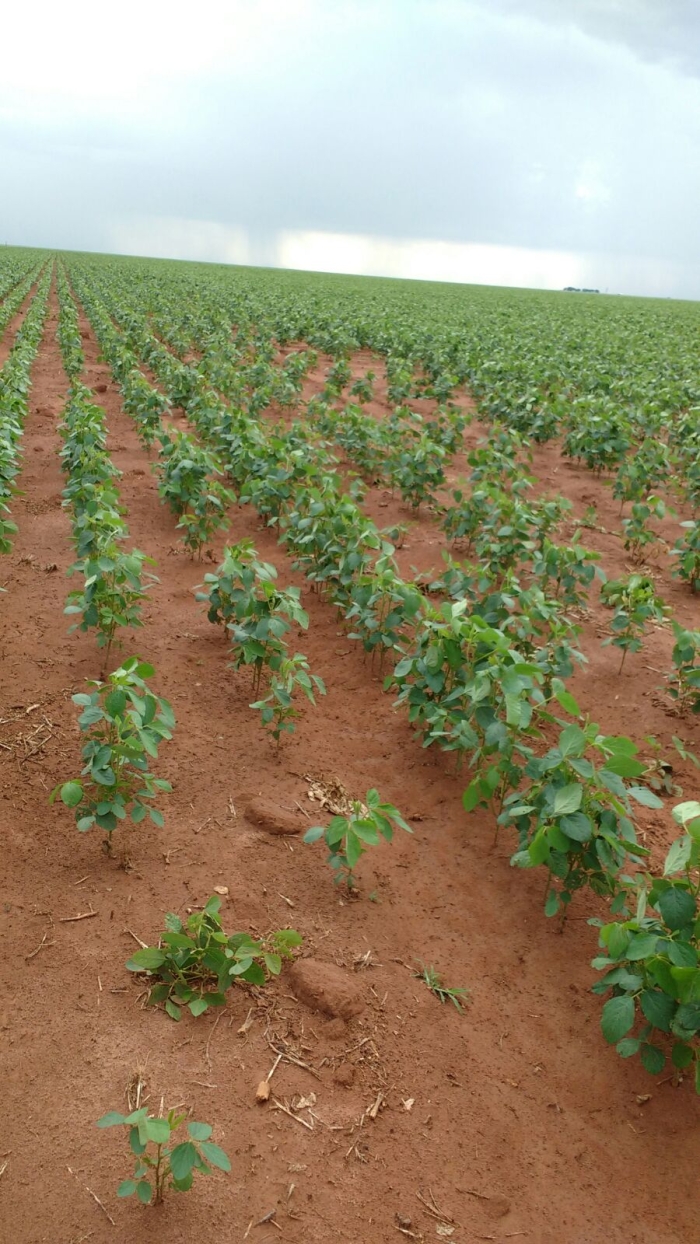 Imagem do dia - Lavoura de soja em Formosa do Rio Preto (BA), do produtor Jorge Matias