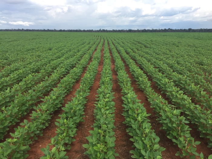 Imagem do dia - Lavoura de soja em Santiago do Norte (MT), na Fazenda Esperança
