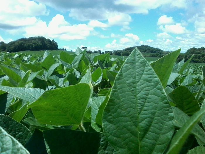 Imagem do dia - Lavoura de soja em Charrua (RS). Enviado pelo Técnico Agrícola Volmor Peretti Junior