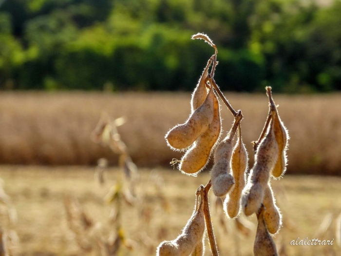 Imagem do dia - Colheita de soja em Palotina (PR). Imagem de Adinar Lettrari