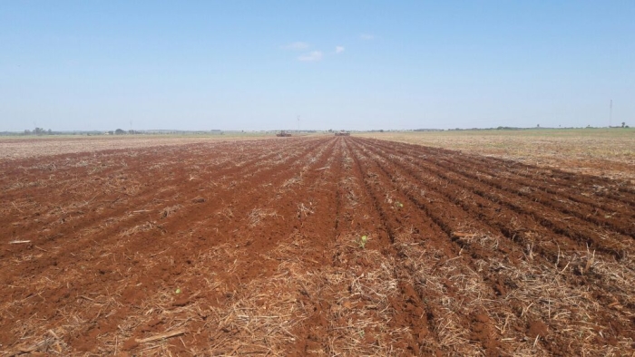 Imagem do dia - Plantio de milho em Sidrolândia (MS). Enviado por Éder Izaias Romeiro