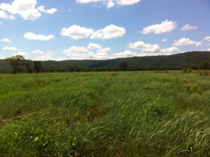 Imagem do dia - Área nova de pastagem na Fazenda Floriano em Cotegipe (BA). Enviado por Nilton Augusto