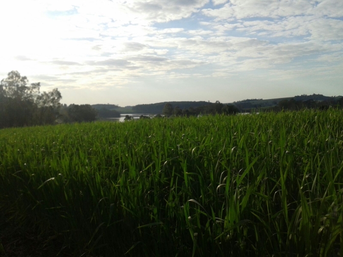 Imagem do dia - Lavoura de trigo em Ronda Alta (RS). Imagem de  Ana Maria Vargas