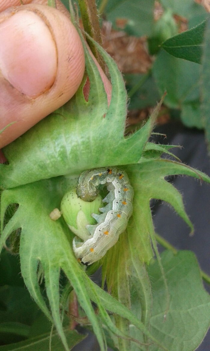Imagem do dia - Lavoura de algodão sendo atacada por helicoverpa armigera em Campos de Júlio (MT). Enviado pelo Técnico Agrícola Nilvan M. Santos