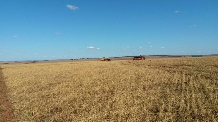 Imagem do dia - Plantio de soja em Terra Roxa (PR), do produtor Takeo Matsui