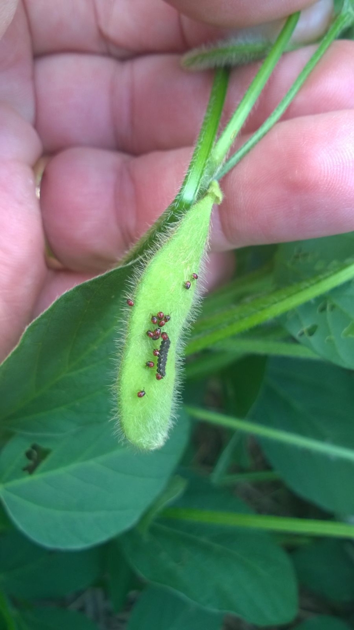 Imagem do dia - Soja com ninfa de percevejo em Jataí (GO). Enviado pelo Engenheiro Agrônomo Hildo Antônio