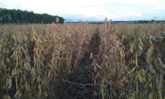 Imagem do dia - Lavoura de soja em Cerejeiras (RO), na Fazenda de Marco
