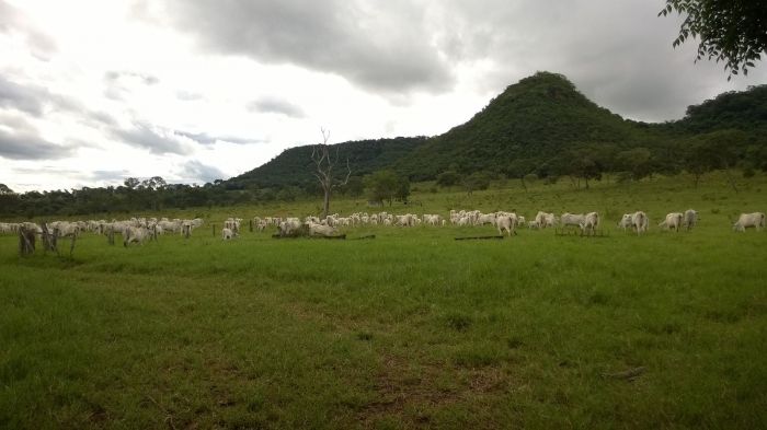 Imagem do dia - Pastagem e gado em Serranópolis (GO). Enviado pelo Engenheiro Agrônomo Hildo Antônio.