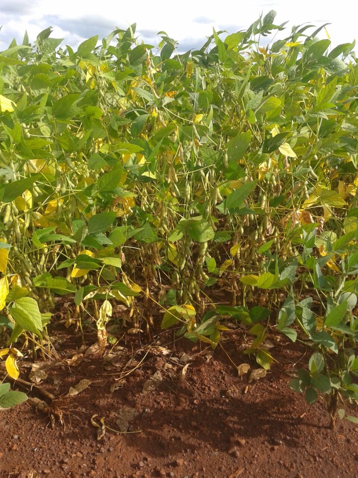 Imagem do dia - Lavoura de soja em Rio Brilhante (MS), do produtor Osnivaldo Martins de Souza