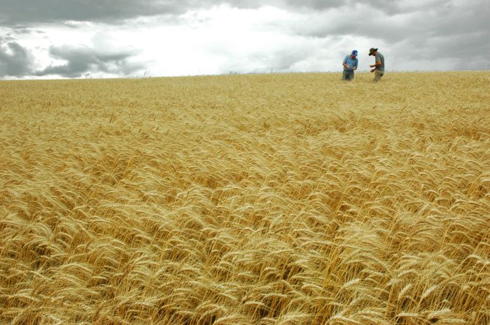 Emater/RS - Foto: Kátia Marcon - Início da colheita de trigo no RS
