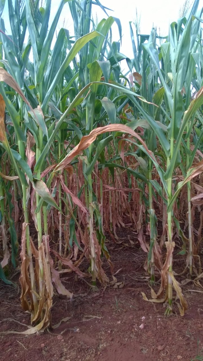 Imagem do dia - Lavoura de milho safrinha em Jataí (GO). Enviado pelo Engenheiro Agrônomo Hildo Antônio