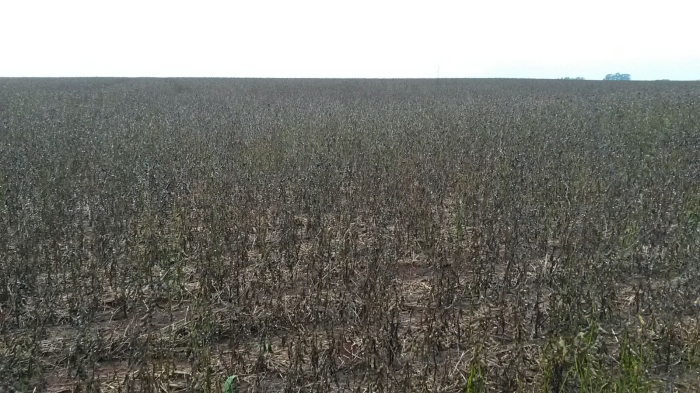 Imagem do dia - Lavoura de soja em Nueva Esperanza (PY), após fortes chuvas, do produtor Neivo Fritzen