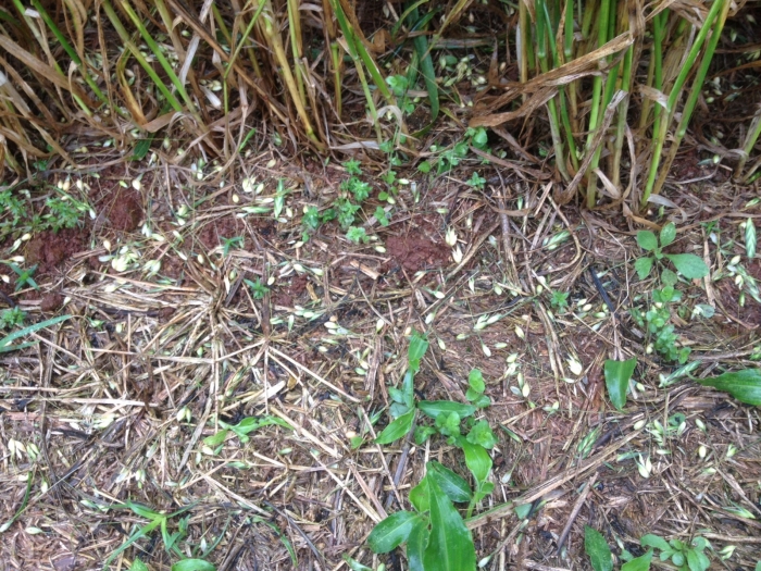 Lavoura de trigo na região de Jóia (RS), após chuvas de granizo. Enviado por Rita De Baco, da De Baco Corretora