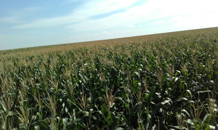Imagem do dia - Lavoura de milho safrinha na Estância Teixeira, em San Alberto (PY)