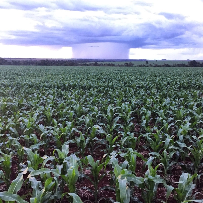 Imagem do dia - Safrinha de milho em Troncal 3 (PY), do produtor Marcos Magagnin