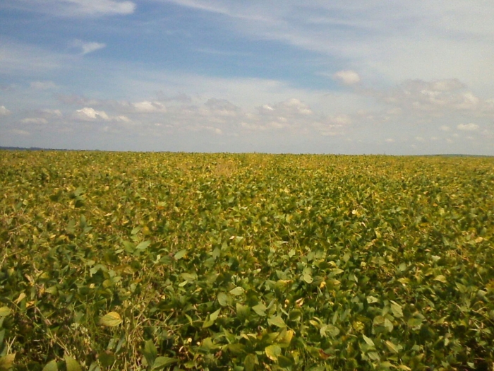 Imagem do dia - Lavoura de soja em maturação em Bandeirantes (PR). Enviado pelo Engenheiro Agrônomo Jean Castaldi