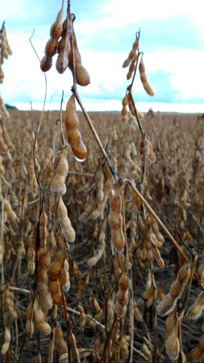 Imagem do dia - Lavoura de soja em Comodoro (MT). Enviado pelo Engenheiro Agrônomo Laydson F. de Menezes