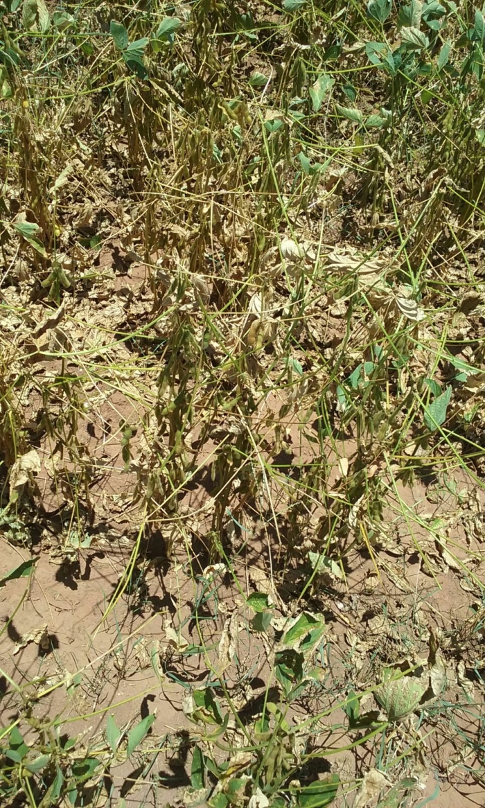 Imagem do dia - Lavoura de soja em Alto Parnaíba (MA), sentindo os efeitos da seca, na Fazenda Esperança
