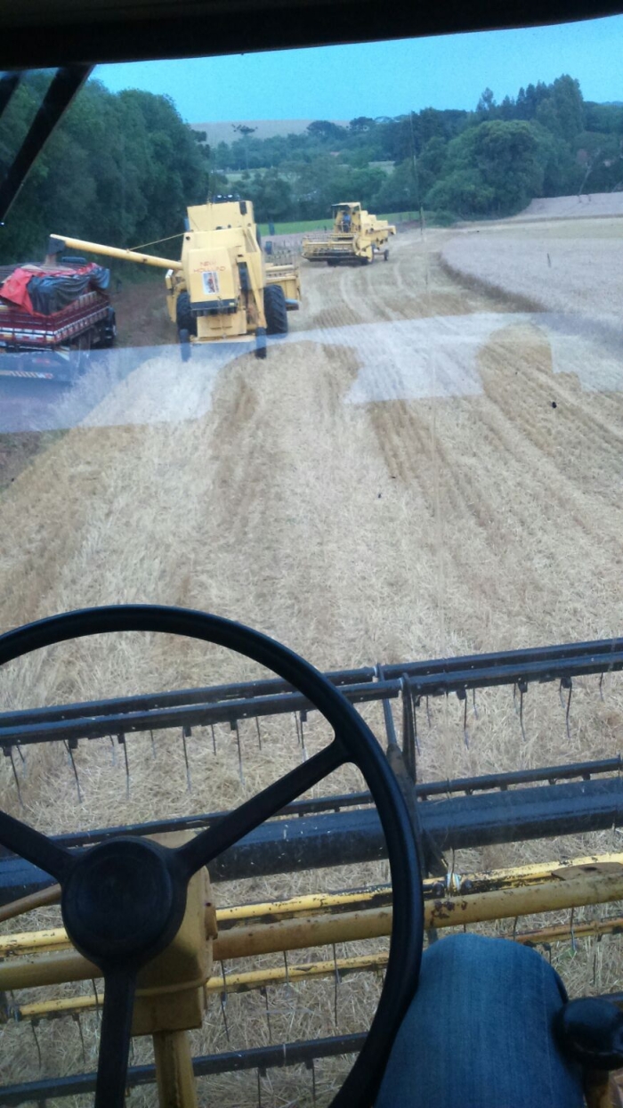 Imagem do dia - Colheita de trigo em Coxilha (RS), do produtor Joaquim Piroli. Enviado pelo Engenheiro Agrônomo Eliezer Favretto