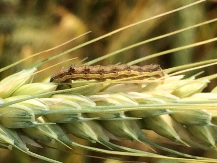 Imagem do dia - Helicoverpa em área de trigo em Rio dos Índios (RS). Enviada pelo Técnico Agrícola Diego da Silva