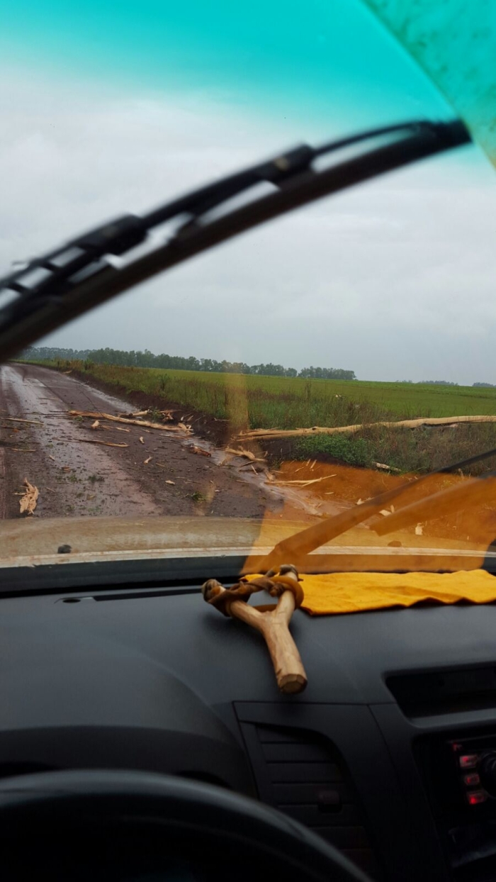 Imagem do dia - Árvore atingida por um raio na região de Santa Rita, no Paraguai. Enviado por Valdecir