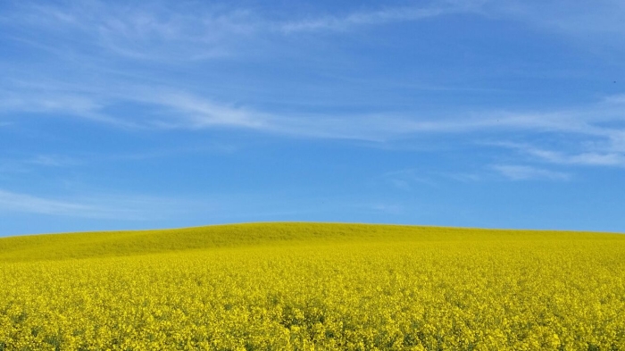 Imagem do dia - Lavoura de canola em Erechim (RS), do produtor Jarbas Talgatti. Envio do Engenheiro Agrônomo Luciano Biazus