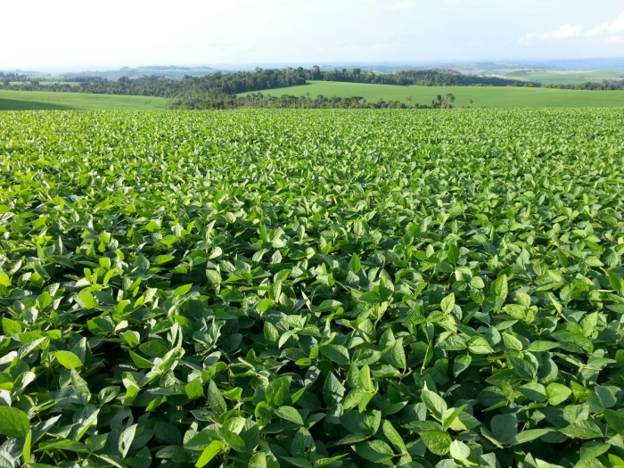 Imagem do dia - Lavoura de soja em São Jorge DOeste (PR), do produtor Diego Marafon