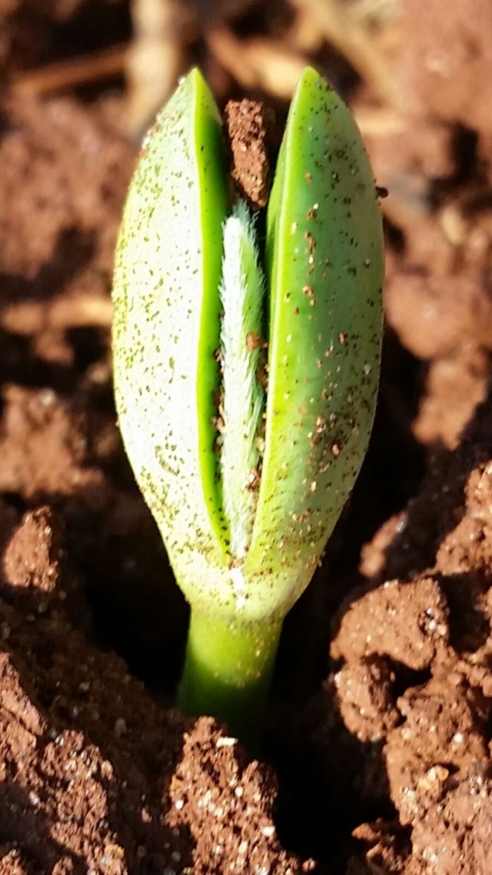 Soja em Cerqueira Cesar (SP). Enviado por Maurício Amaral
