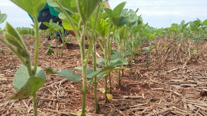 Imagem do dia - Lavoura de soja na Fazenda São José (MT), em Campo Verde e Primavera do Leste (MT)