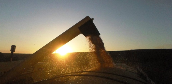 Imagem do dia - Imagem da colheita de milho safrinha em Itambé (PR), do produtor Valdir Edemar Fries