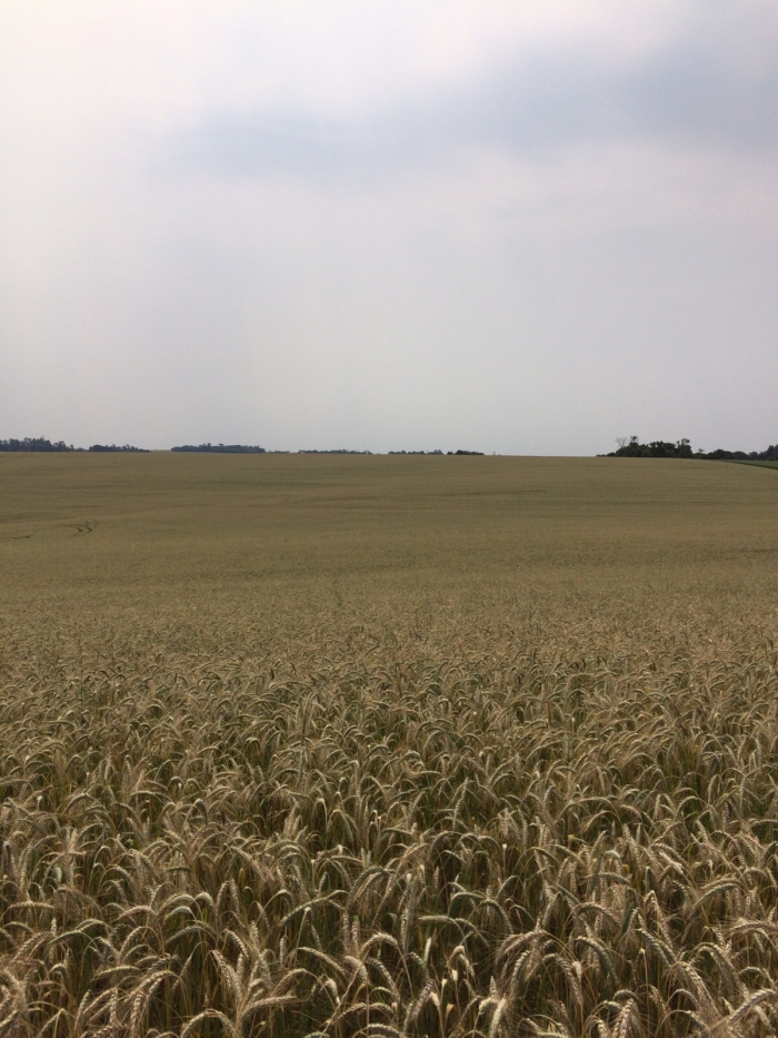 Imagem do dia - Lavoura de trigo danificada por geadas em Taperá (RS). Enviado por Gerson Kuffel