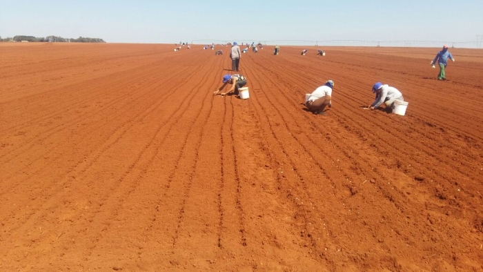 Imagem do dia - Plantio de alho em Santa Juliana (MG). Enviado pelo Engenheiro Agrônomo Antonio Junior