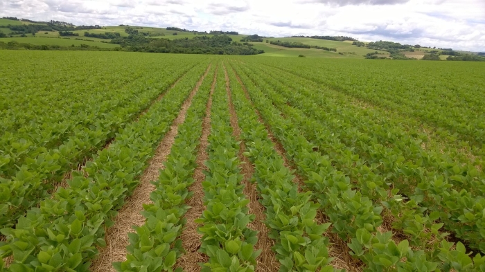 Imagem do dia - Lavoura de soja em Bozano (RS)