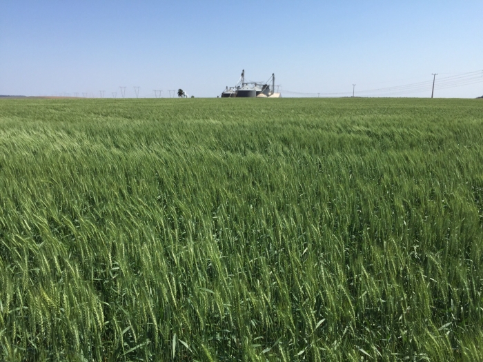 Imagem do dia - Lavoura de trigo em Roncador (PR)