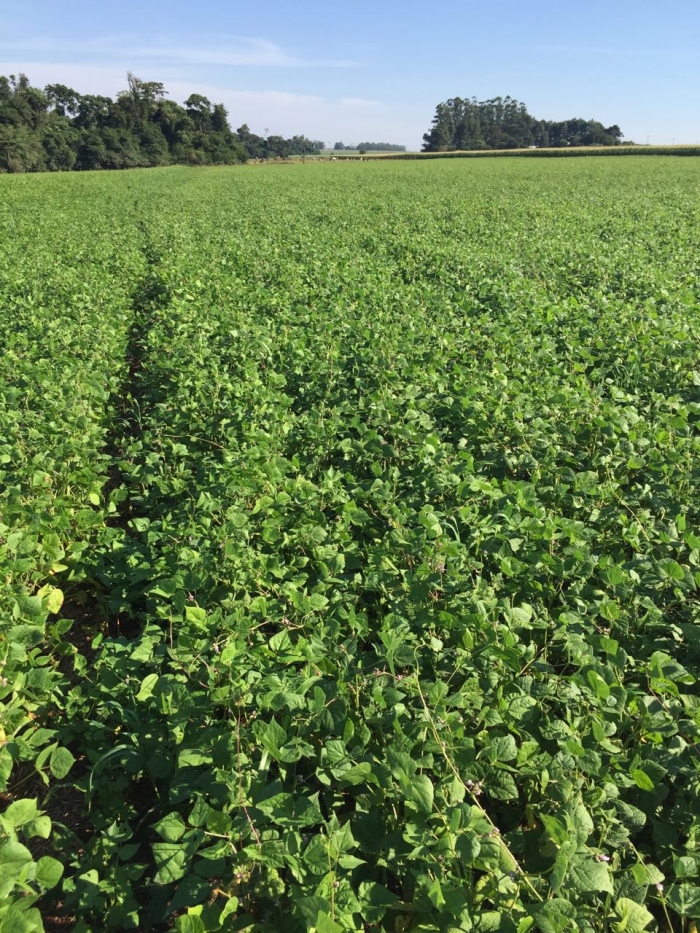 Imagem do dia - Lavoura de feijão em Santa Rita (PY), do produtor Eldo Jone