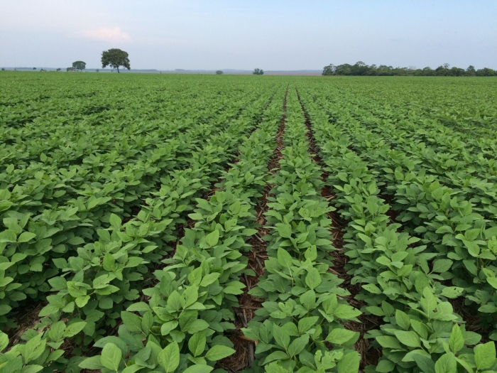 Imagem do dia - Lavoura de soja em Miranorte (TO), na Fazenda Scaramal