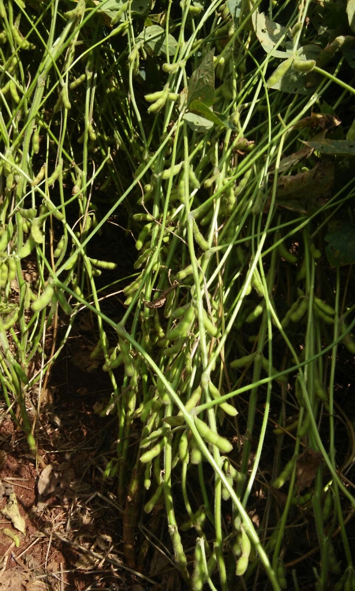 Imagem do dia - Lavoura de soja em Pranchita (PR). Enviado pelo Engenheiro Agrônomo Cristian Luiz Zilio