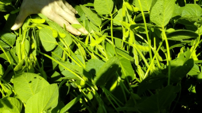 Imagem do dia - Lavoura de soja safrinha na região de Toledo (PR)