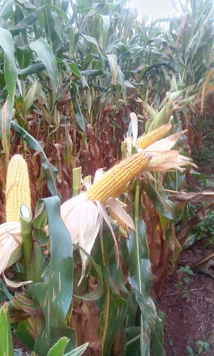 Imagem do dia - Lavoura de milho safrinha em Cafelândia (PR), do produtor álvaro Busseti